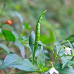 項目文章 | 突破性成果！辣椒基因組調(diào)控元件圖譜被系統(tǒng)繪制